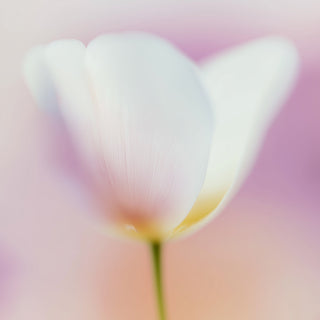 Spring 2025 Services & Events