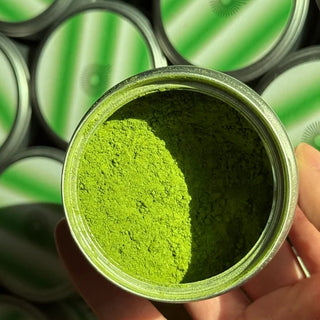 Open tin held in a hand, filled with bright green matcha powder, more tins in the background